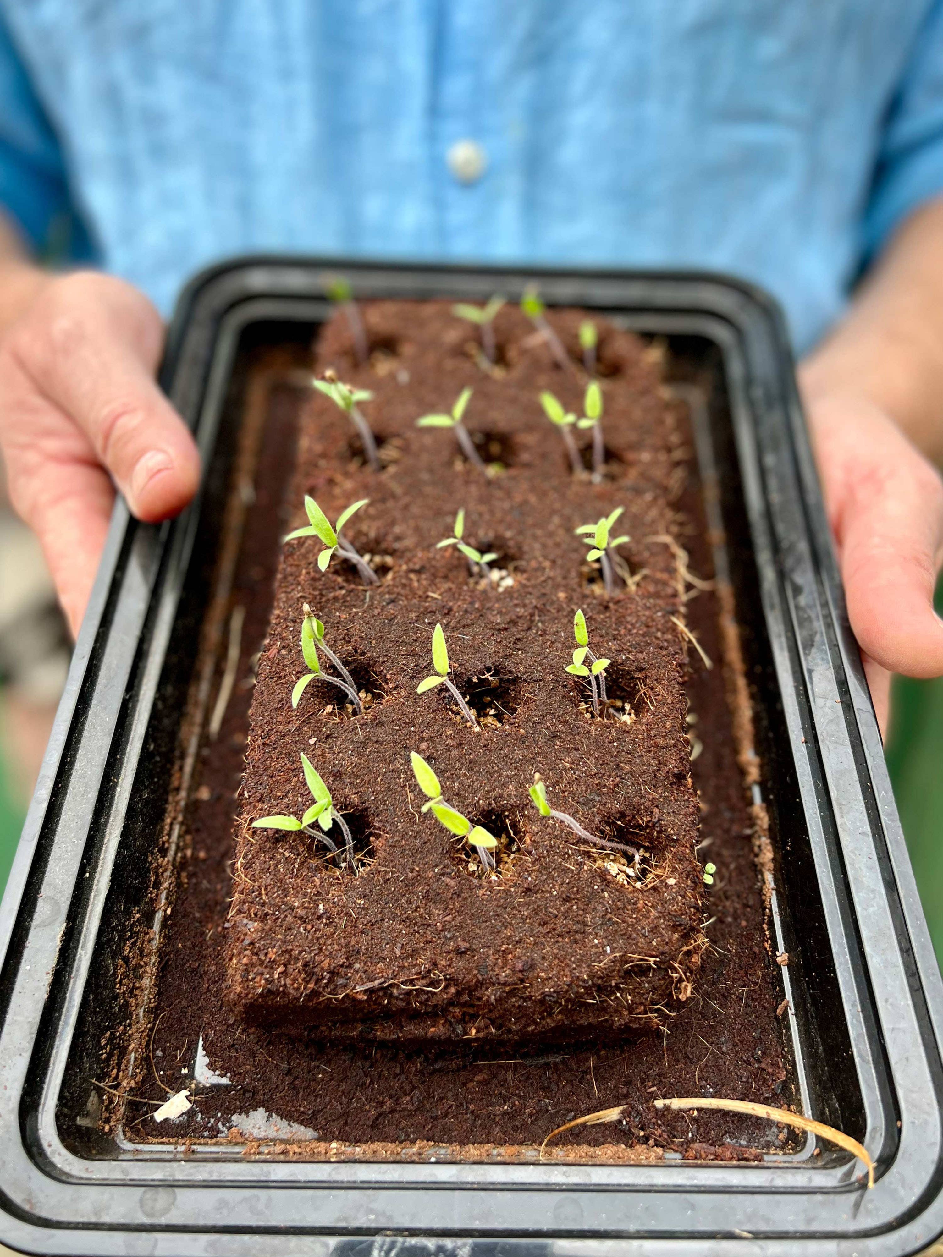 Person holding a tray with soil and small seedlings