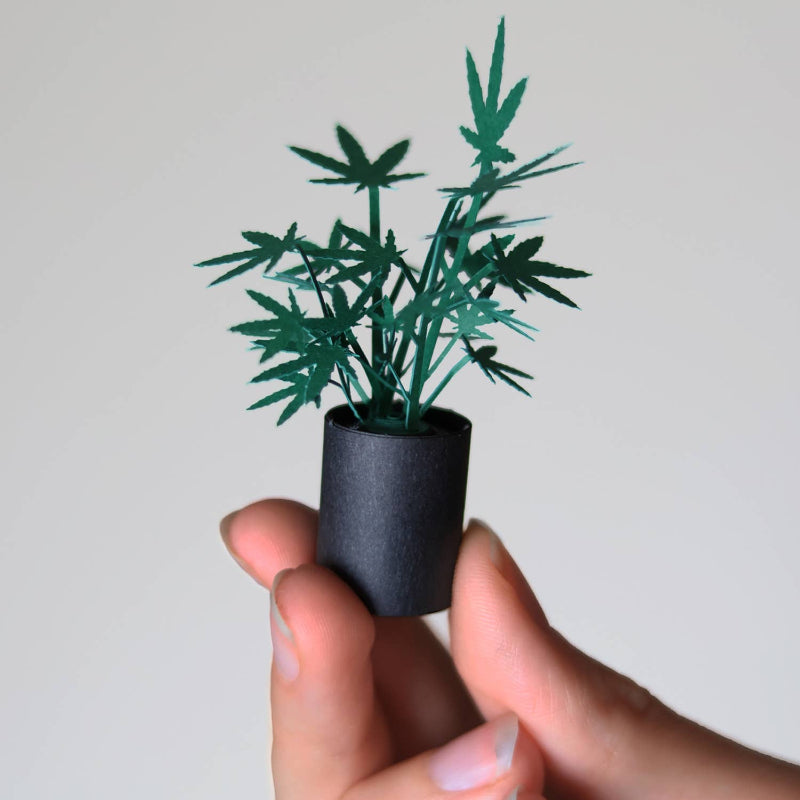 Hand holding a Roll Your Own Weed Plants Paper Kit with a plain background