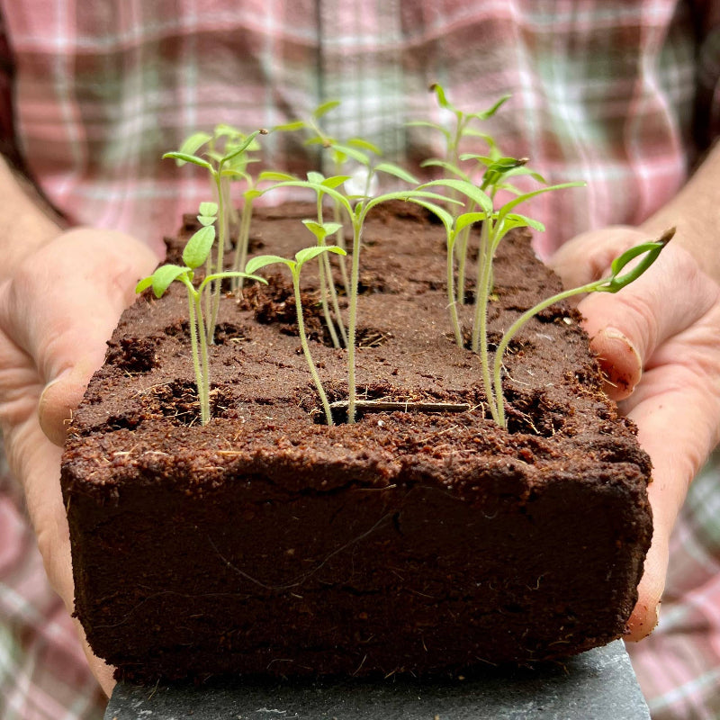 Seedlings in a block of soil held by hands with a blurred plaid shirt background