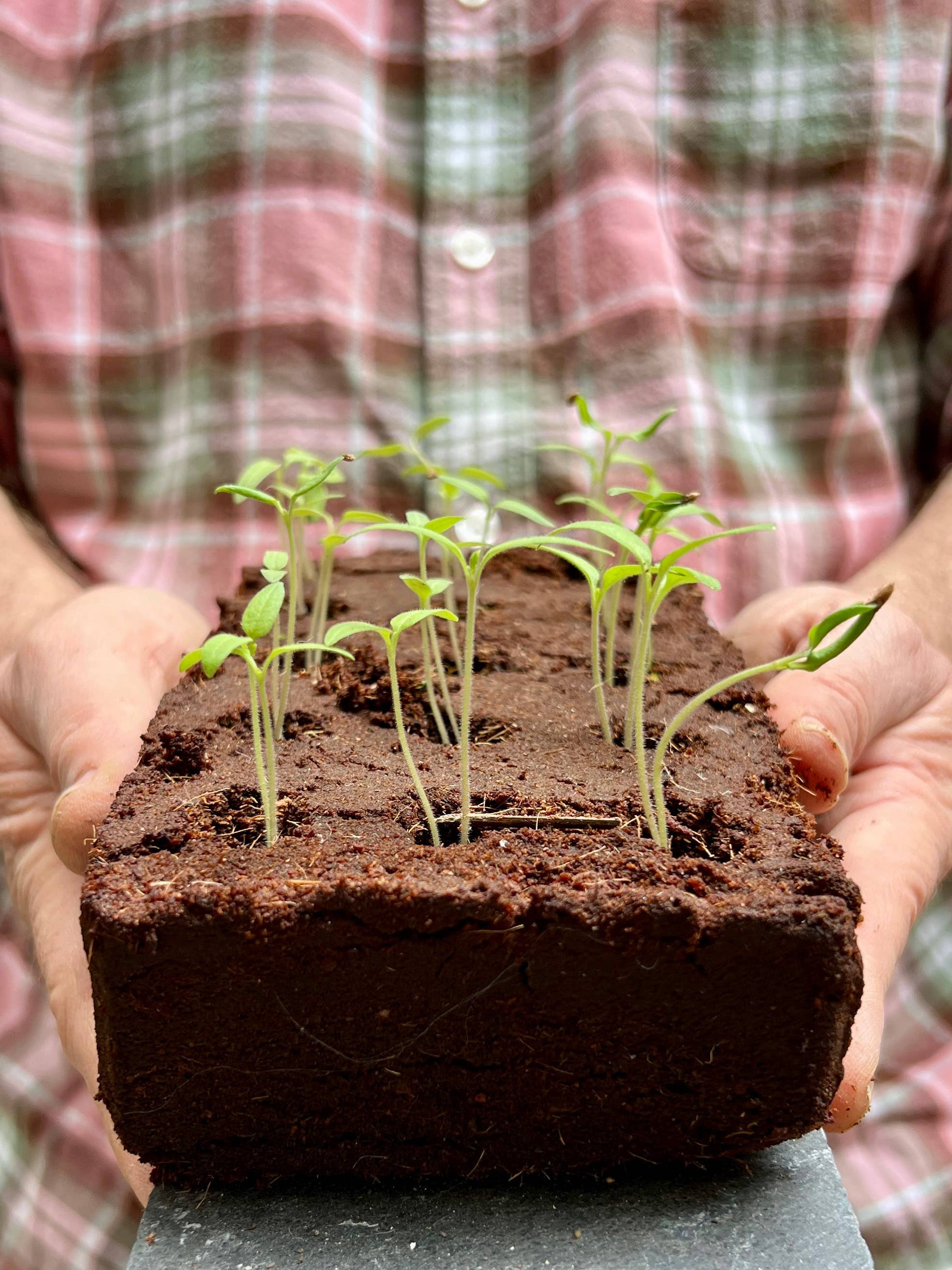 Person holding a block of soil with small plants, wearing a plaid shirt.