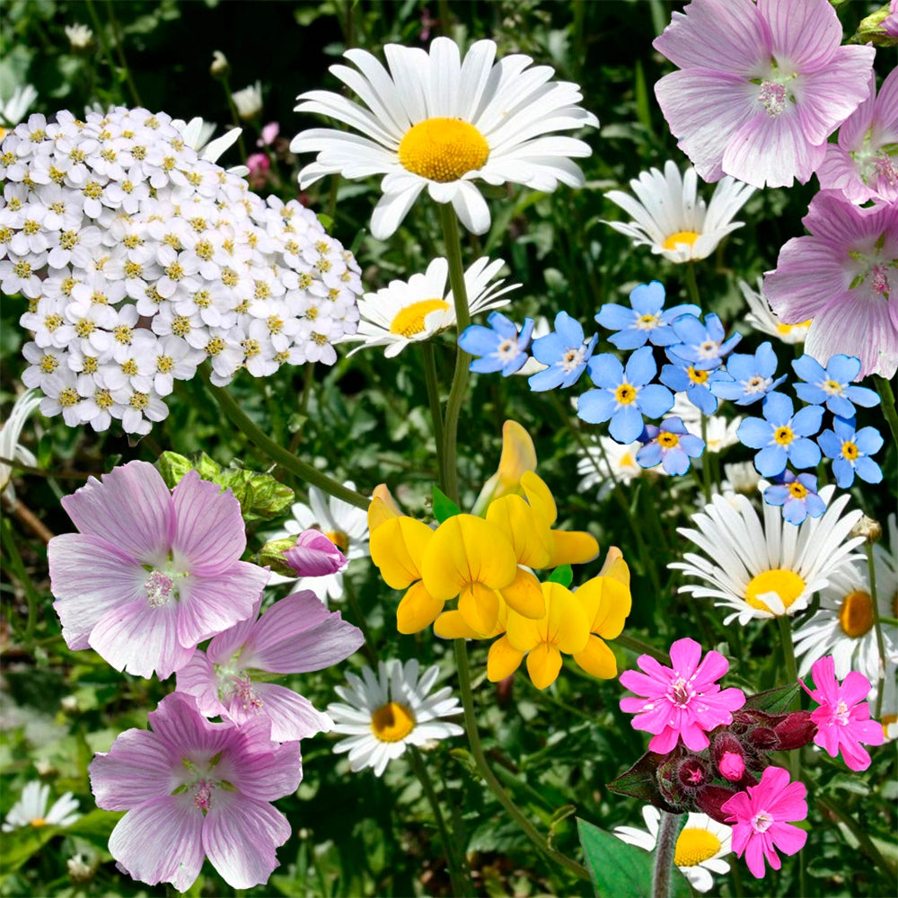 BUTTERFLY FRIENDLY FLOWERS