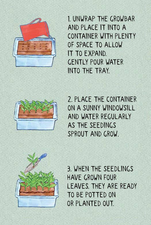 Step-by-step guide for growing seedlings with illustrations and text on a light green background.